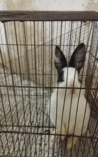 حیوان خانگی