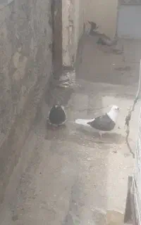 عروس و کفتر