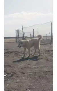 سگ پژدر