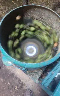 گردو  و بادام  پوست کنی حرفه ای سفید سفید بدون آب