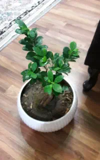 بنسای شاداب