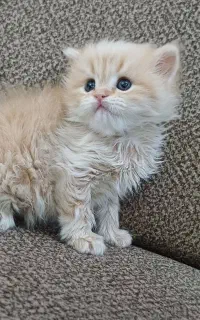 گربه کاراملی چشم آبی