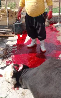 قصاب تمام وقت و حرفه ای