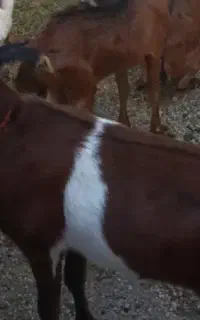 محدوده باغملک