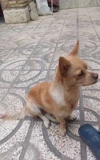 سگ پامر ماده