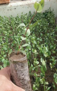 نهال پسته و پیوند پسته