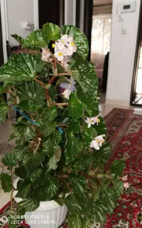 گل عروسی
