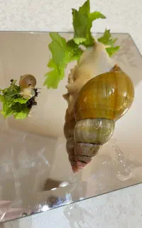 حلزون اچاتیناایتا پاسخگویی