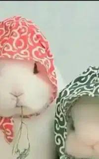 خرگوش واکسیناسیون انگلتراپی لوپ مینی لوپ مینیاتوری