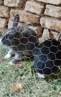 خرگوش