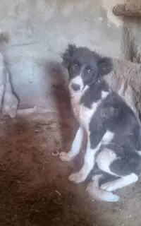 توله سگ
