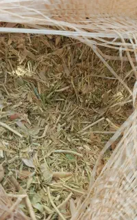 کاه عدس