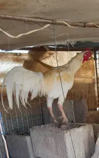 خروس سفید لاری محلی