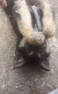 توله‌‌ی نگهبان