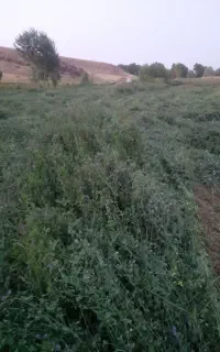 یونجه چین۲