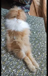 خرگوش لپ  ترکیش اصل