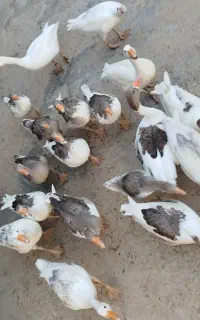 غاز