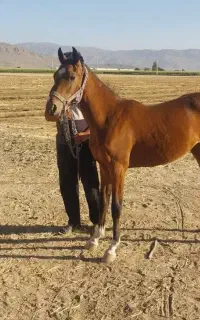 کره مادیان درهشوری