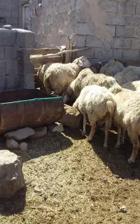 ۱۵عددشیشک