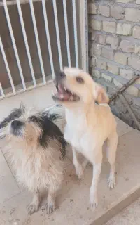 دو عدد سگ پاکوتاه