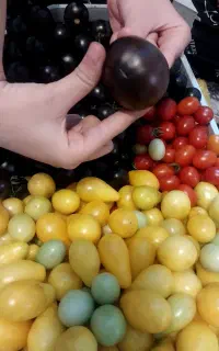 گوجه های نعضینی،