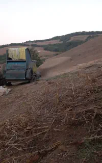 کاه گندم