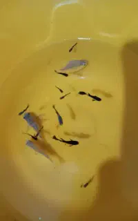 ماهی