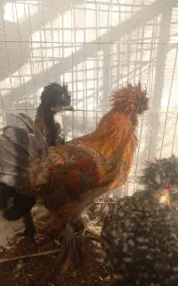 مرغ و خروس لهستانی