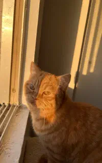 جفتگیری با گربه ماده شما