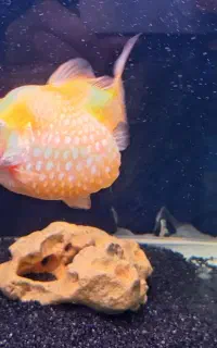 گلدفیش تخم مرغی