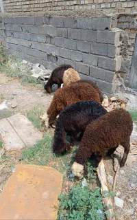 6راس بره