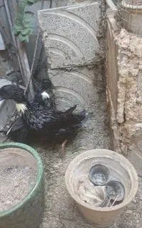 یک جفت اردک محلی