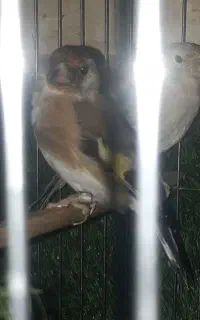جفت سهره نروماده قفسی سنندج