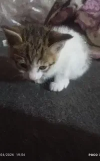 گربه‌خانگی