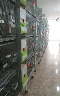 تکنسین  و دامپزشک