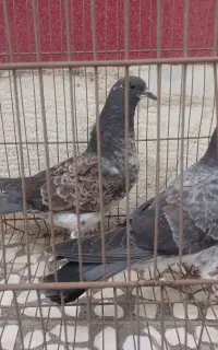 کفترمفلق تهرانی کبوتر
