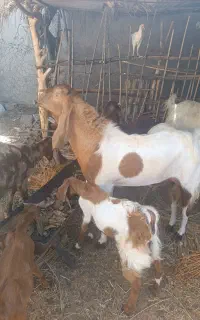 پازن