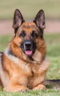 سگ ژرمن 1 سالشه سر حال