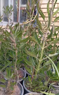 گل اشک تمساح ۵۰تومان تا۲۰تومان