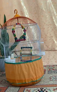 قفس