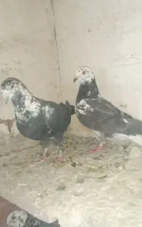 کفتر پلاکی دم سفید