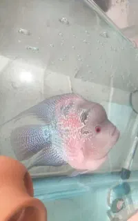 ماهی فلاورنر