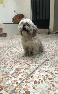 واگذاری سگ شیتزو رایگان
