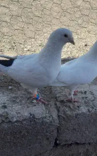 کبوتر نرماده