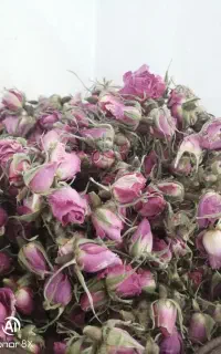 گل محمدی امسالی
