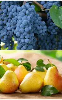 فروش انواع درخت گلابی و انگور پربار