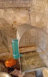 انواع قفس