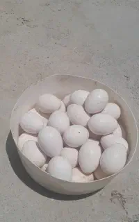 تخم نطفه دار بوقلمو