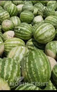 هندوانه گرد بیضی تناژ بالا    ارسال بهر جای ایران