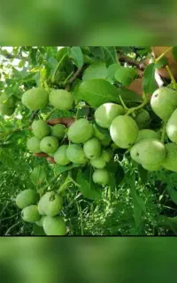 نهالستان سبزینه آذرنهال